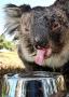 Koala_drink