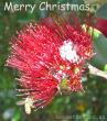 new_zealand_merry_christmas2.jpg