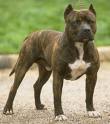 pitbull terrier-cross