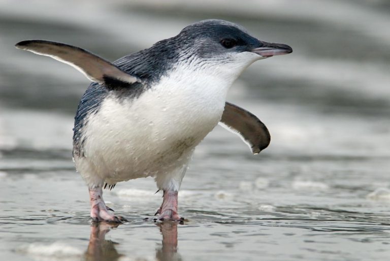 http://www.novostinz.co.nz/index/wp-content/uploads/Blue-Penguin-1-768x514.jpg